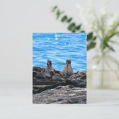 Carte Postale dos d'iguane marin (Debout devant)