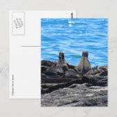 Carte Postale dos d'iguane marin (Devant / Derrière)