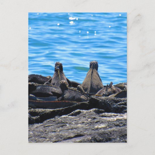 Carte Postale dos d'iguane marin (Devant)
