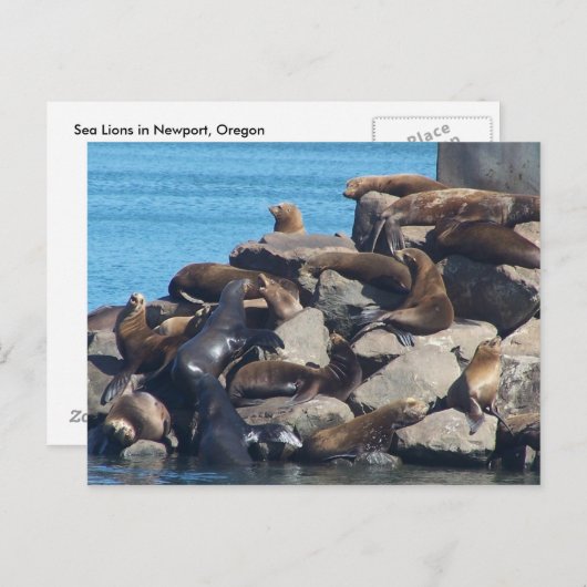 Carte postale d'otarie (Devant / Derrière)