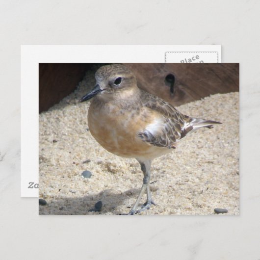 Carte Postale Dotterel (Devant / Derrière)