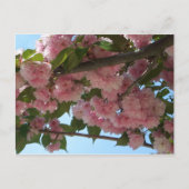 Carte Postale Double Blossoming Cherry (Devant)