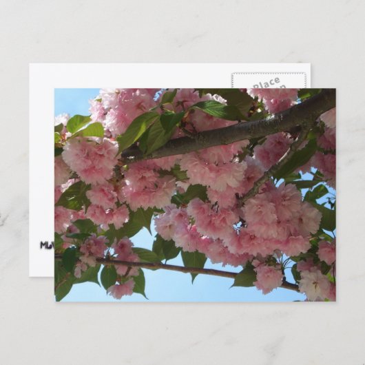 Carte Postale Double Blossoming Cherry (Devant / Derrière)