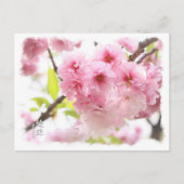 Carte Postale Double Cherry Blossom: Ayanishiki ポストカード (Devant)