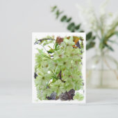 Carte Postale Double Cherry Blossom: Gioiko (Debout devant)