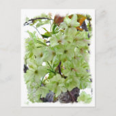 Carte Postale Double Cherry Blossom: Gioiko (Devant)