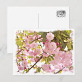 Carte Postale Double Cherry Blossom: Imose (Devant / Derrière)