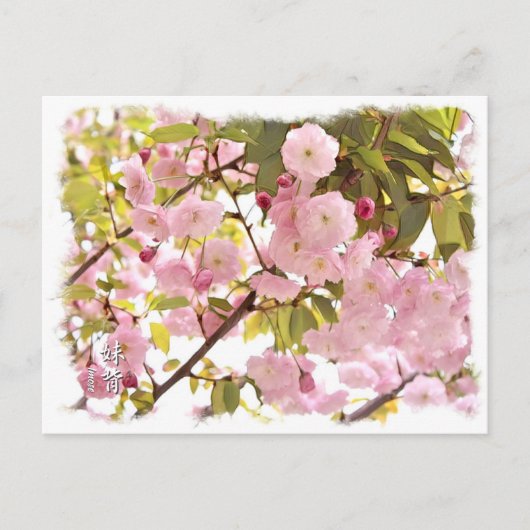 Carte Postale Double Cherry Blossom: Imose (Devant)