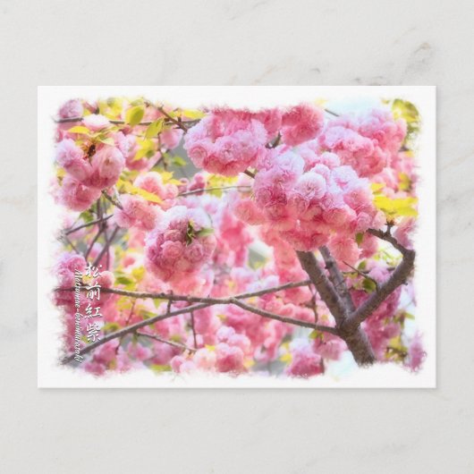 Carte Postale Double Cherry Blossom: Matsumae-benimurasaki (Devant)