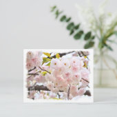 Carte Postale Double Cherry Blossom: Oh-jochin (Debout devant)