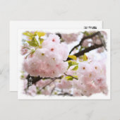 Carte Postale Double Cherry Blossom: Oh-jochin ポストカード (Devant / Derrière)
