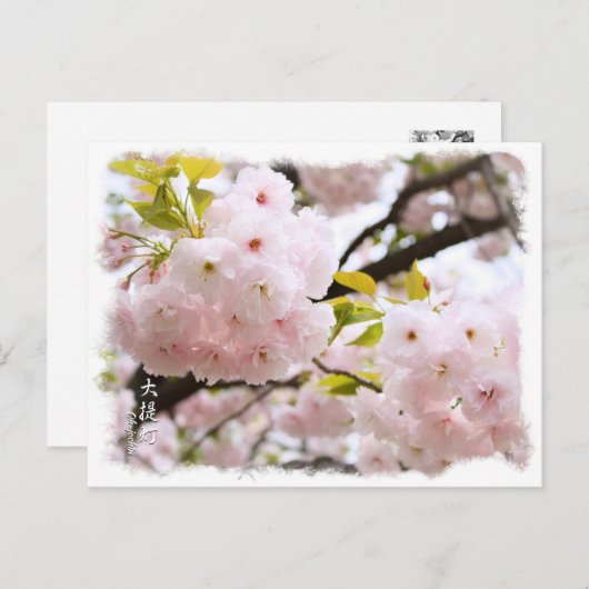 Carte Postale Double Cherry Blossom: Oh-jochin ポストカード (Devant / Derrière)