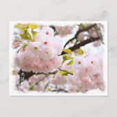 Carte Postale Double Cherry Blossom: Oh-jochin ポストカード (Devant)