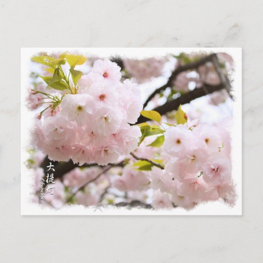 Carte Postale Double Cherry Blossom: Oh-jochin ポストカード (Devant)