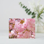 Carte Postale Double Cherry Blossom: Sato-zakura (Debout devant)