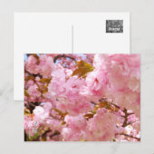 Carte Postale Double Cherry Blossom: Sato-zakura (Devant / Derrière)
