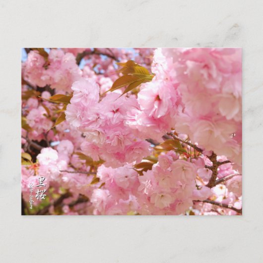 Carte Postale Double Cherry Blossom: Sato-zakura (Devant)
