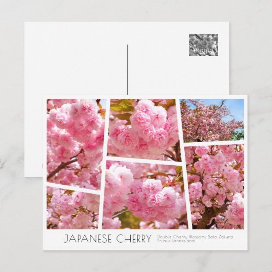 Carte Postale Double Cherry Blossom: Sato-zakura (Devant / Derrière)