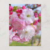 Carte Postale Double Cherry Blossom: Shogetsu (Devant)