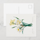 Carte Postale Double Daffodil,  Pierre-Joseph Redouté, 1827 (Devant / Derrière)