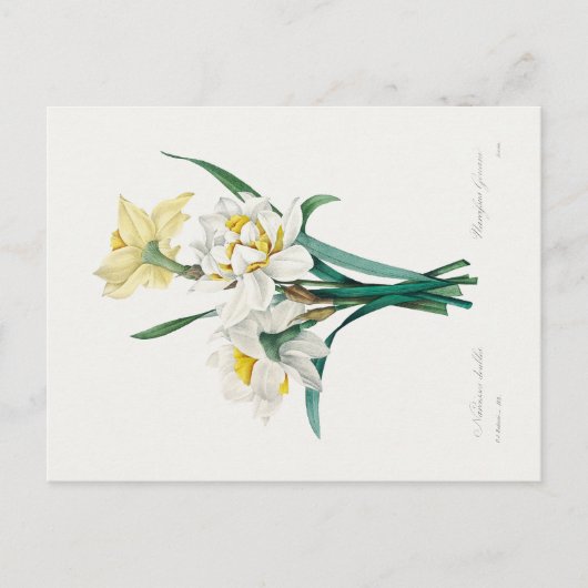 Carte Postale Double Daffodil,  Pierre-Joseph Redouté, 1827 (Devant)