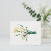 Carte Postale Double Daffodil,  Pierre-Joseph Redouté, 1827 (Debout devant)