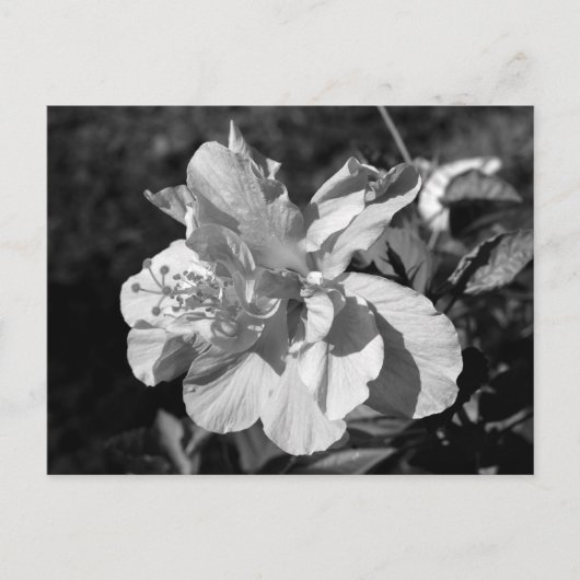 Carte Postale Double Hibiscus noir et blanc (Devant)