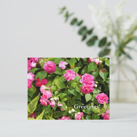 Carte postale Double Impatiens (Debout devant)
