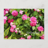 Carte postale Double Impatiens (Devant)