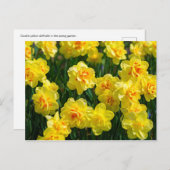 Carte Postale Double jonquille (Devant / Derrière)