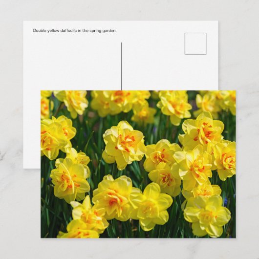 Carte Postale Double jonquille (Devant / Derrière)