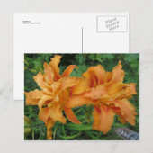 Carte Postale Double Lily (Devant / Derrière)