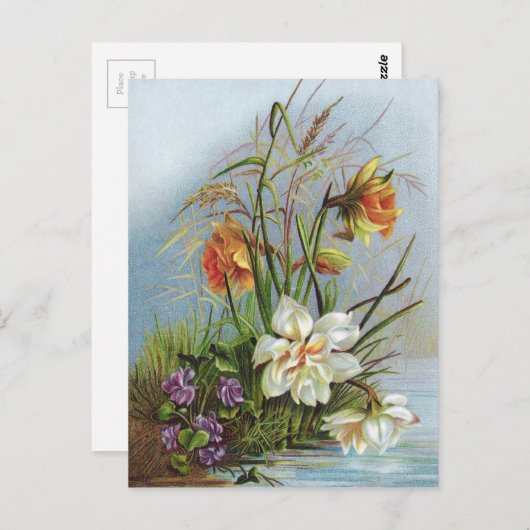 Carte Postale Double Narcisse blanc et or par un étang (Devant / Derrière)