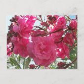 Carte Postale Double Oleander 1 (Devant)