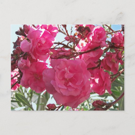 Carte Postale Double Oleander 1 (Devant)