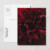 Carte postale Double Peony Tulip (Devant / Derrière)