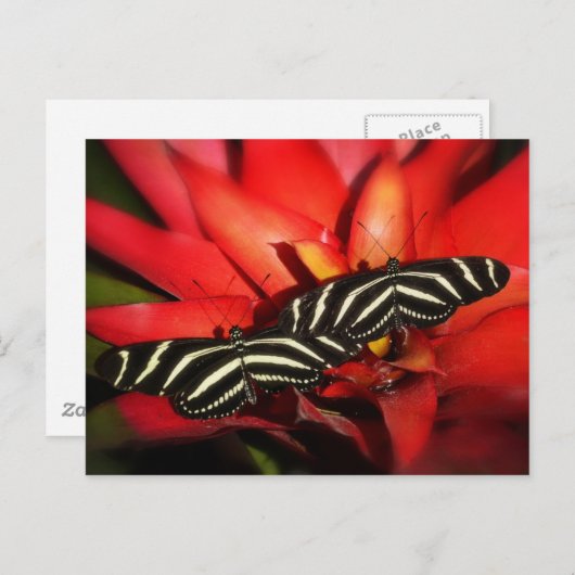 Carte Postale Double problème (Devant / Derrière)