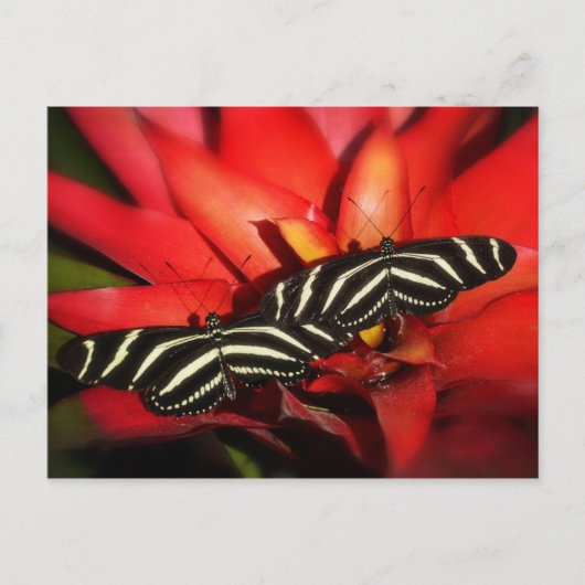 Carte Postale Double problème (Devant)