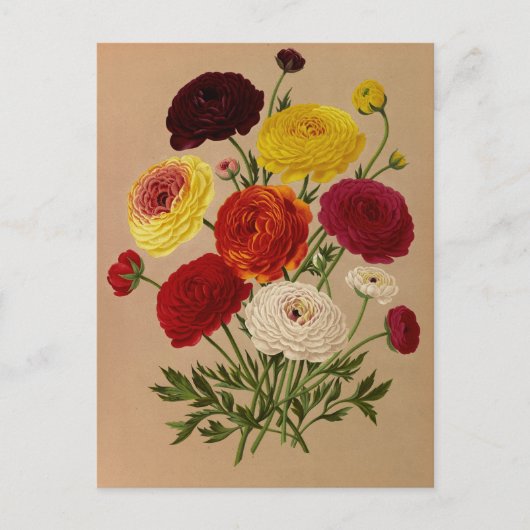 Carte Postale Double Ranunculus français par Arentina Arendsen (Devant)