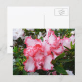 Carte Postale Double rouge et blanc Azaleas printemps floral (Devant / Derrière)