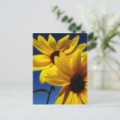 Carte postale Double tournesol (Debout devant)