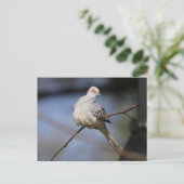 Carte Postale Douce Belle Colombe Diamant (Debout devant)