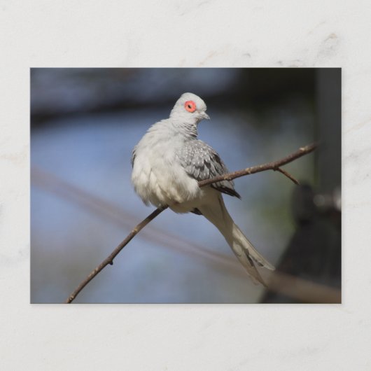 Carte Postale Douce Belle Colombe Diamant (Devant)