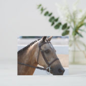 Carte Postale Douce Roan Pony (Debout devant)