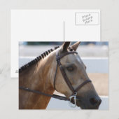 Carte Postale Douce Roan Pony (Devant / Derrière)