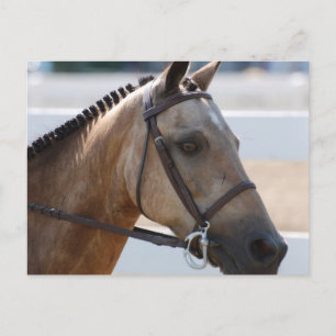 Carte Postale Douce Roan Pony