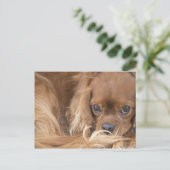 Carte Postale Douce Ruby Cavalier King Charles Spaniel (Debout devant)
