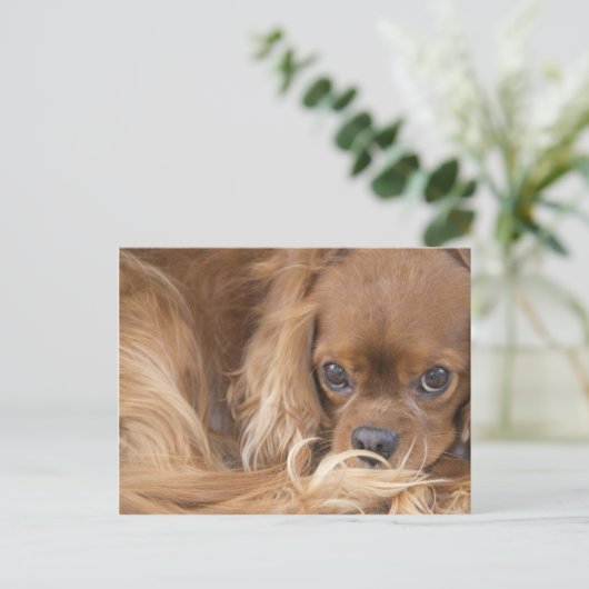 Carte Postale Douce Ruby Cavalier King Charles Spaniel (Debout devant)
