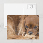 Carte Postale Douce Ruby Cavalier King Charles Spaniel (Devant / Derrière)