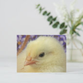 Carte Postale Douceur (Debout devant)